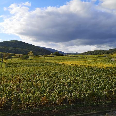 ベルクハイムCocon De Caractere Au Coeur Des Vignes Alsaciennesアパートメント エクステリア 写真