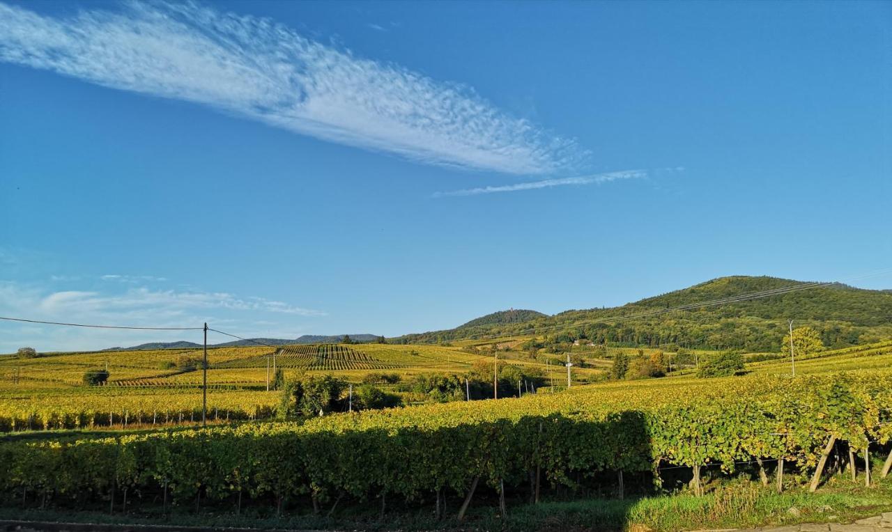 ベルクハイムCocon De Caractere Au Coeur Des Vignes Alsaciennesアパートメント エクステリア 写真