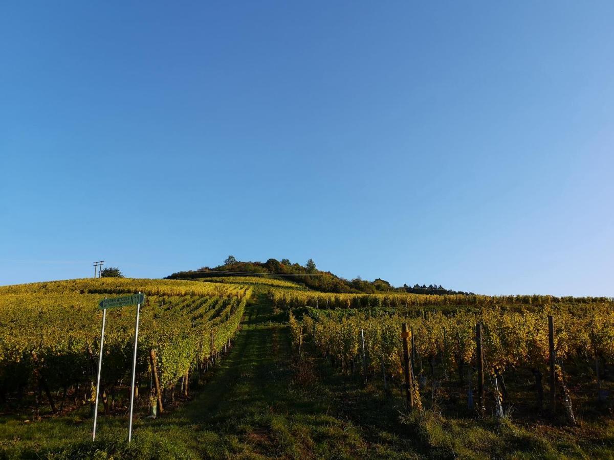 ベルクハイムCocon De Caractere Au Coeur Des Vignes Alsaciennesアパートメント エクステリア 写真