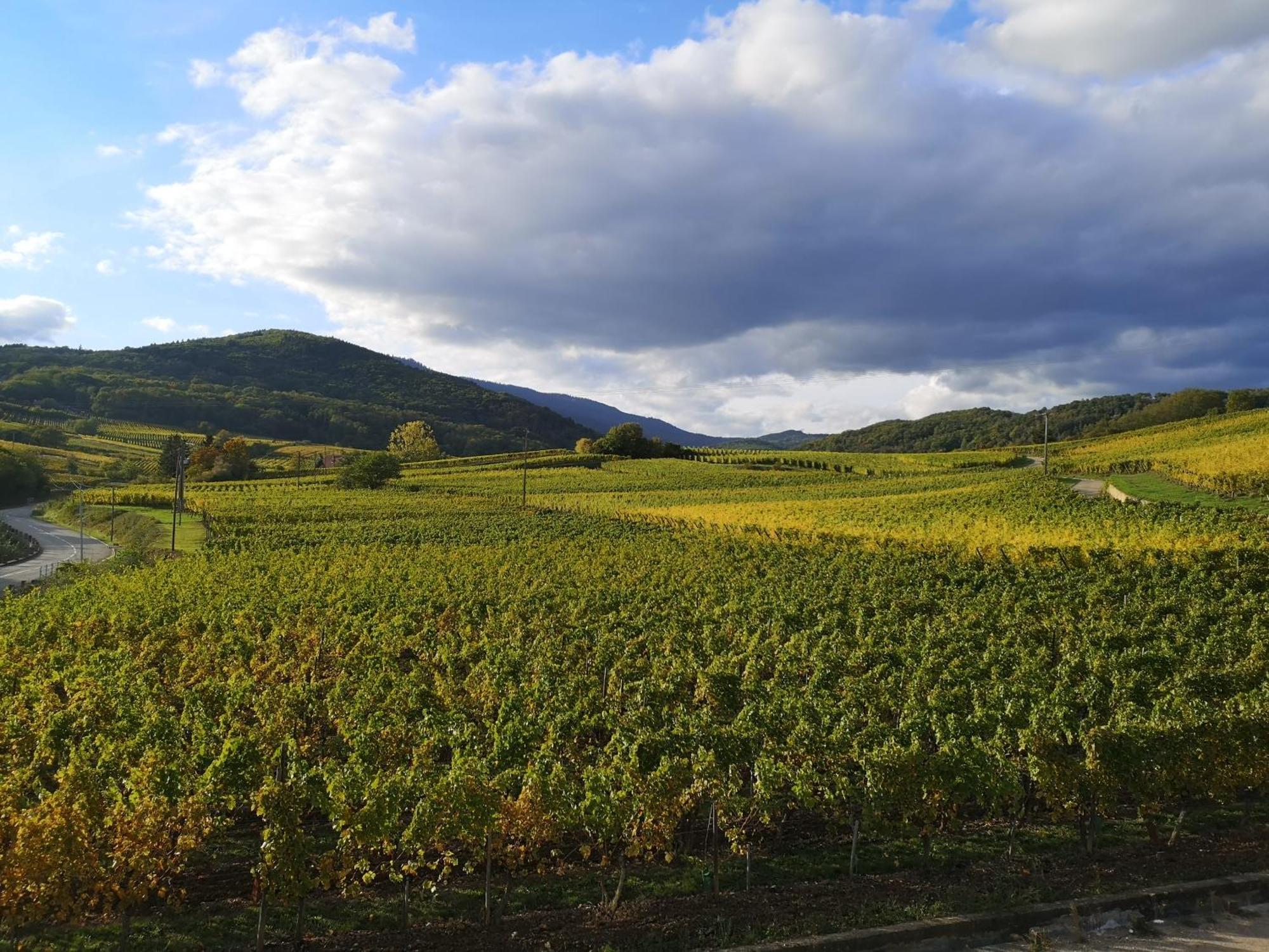 ベルクハイムCocon De Caractere Au Coeur Des Vignes Alsaciennesアパートメント エクステリア 写真